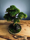 Juniper by the Winding Path - Blackstone edition (Preserved Plants)