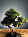 Juniper by the Winding Path - Blackstone edition (Preserved Plants)