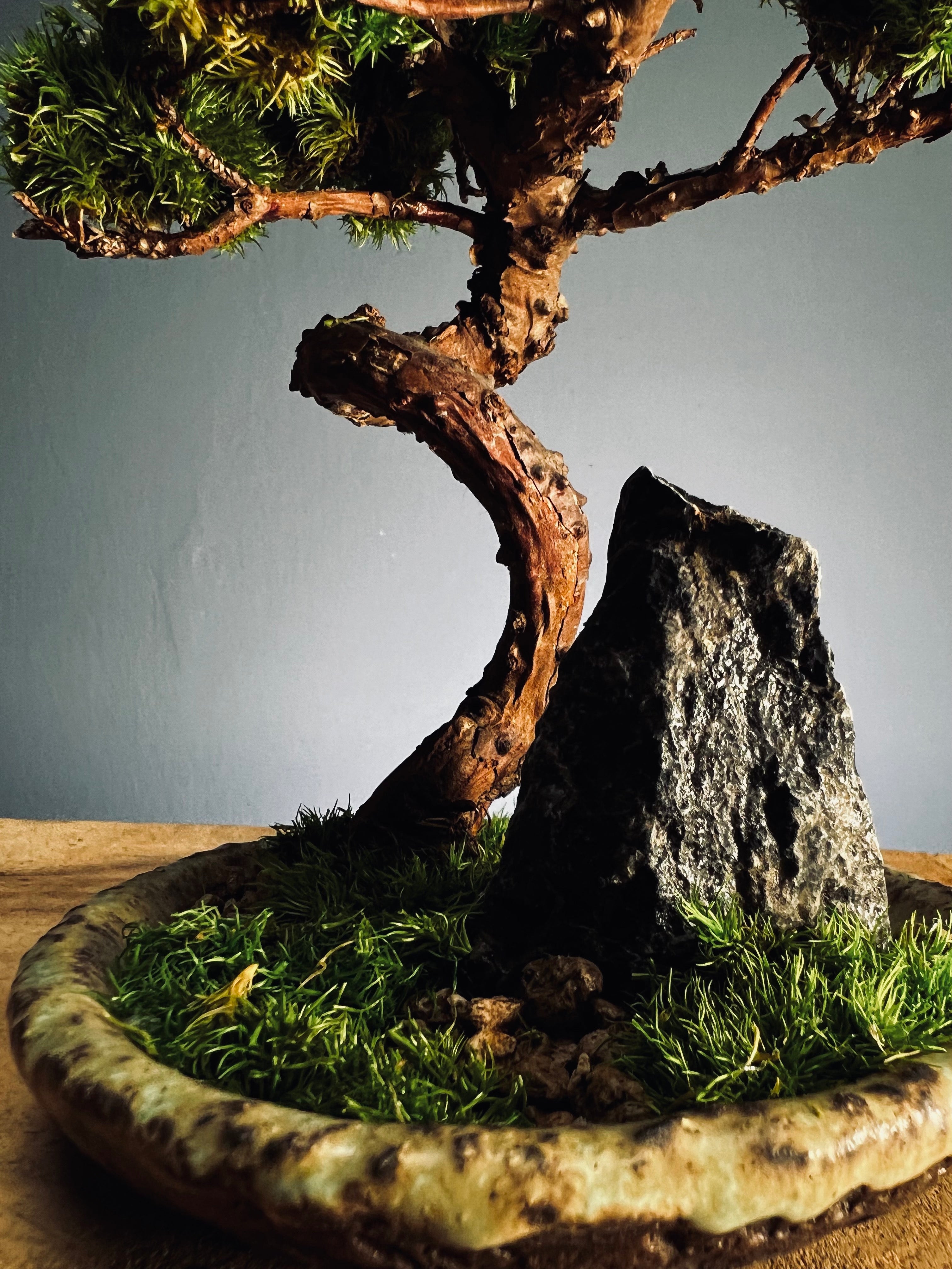 Juniper by the Winding Path - Blackstone edition (Preserved Plants)