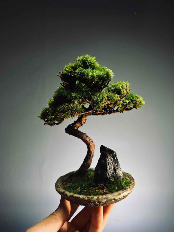 Juniper by the Winding Path - Blackstone edition (Preserved Plants)