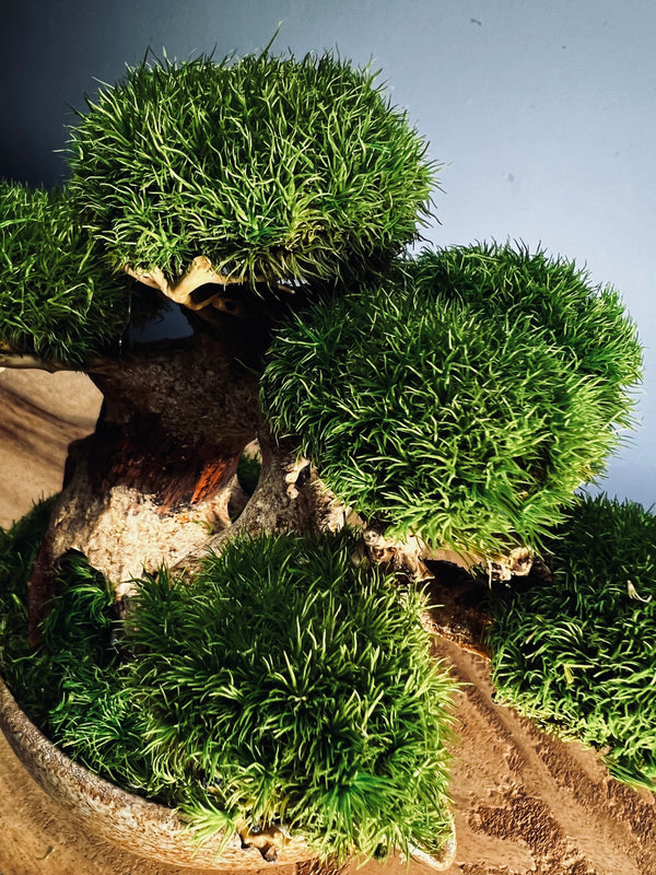 Slow Wood - Young - Garden edition (Preserved Plants)