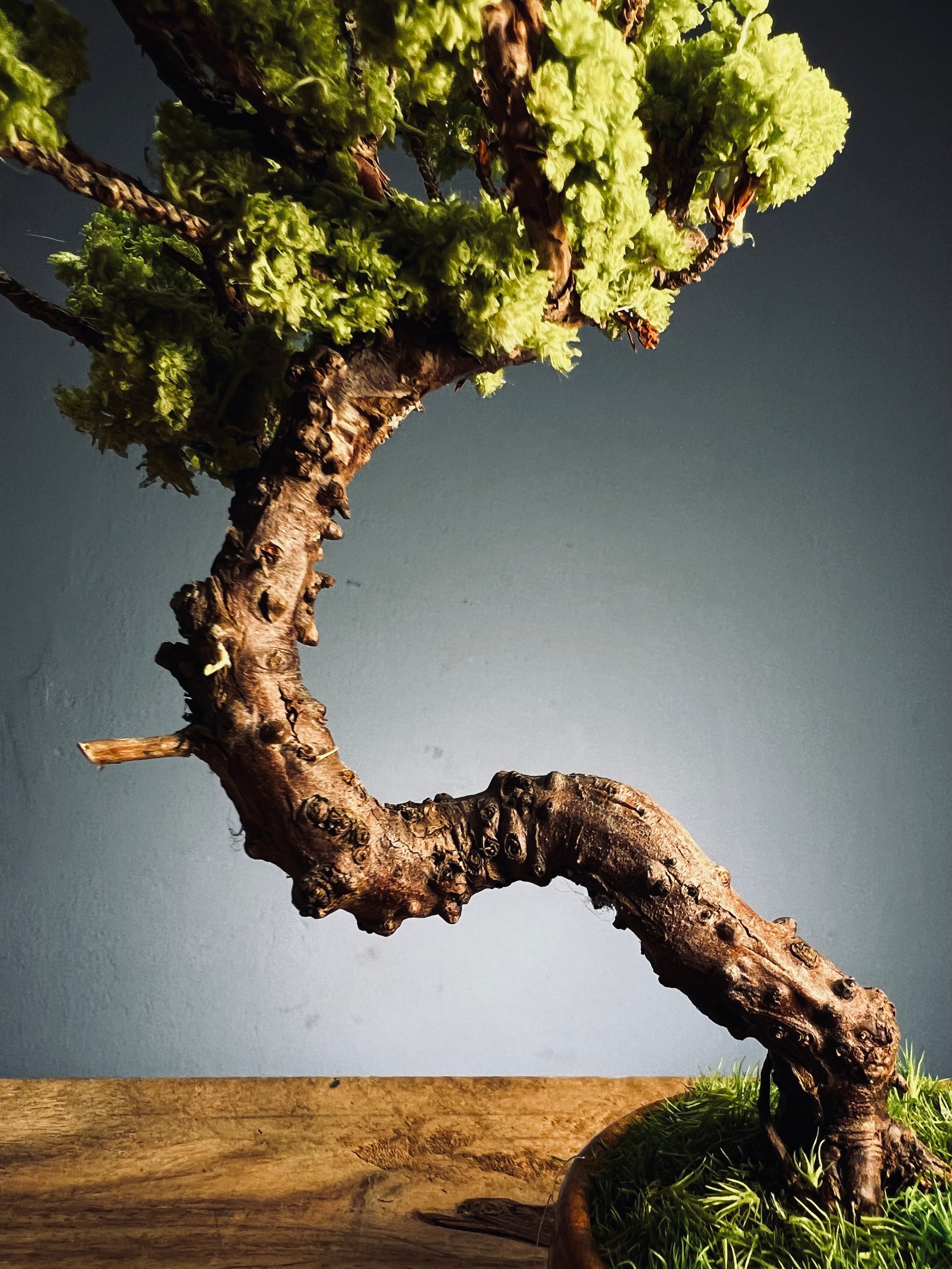 Juniper by the Winding Path - Teen (Preserved Plants)