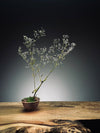 Kindling - Baby's Breath (Preserved Plants)