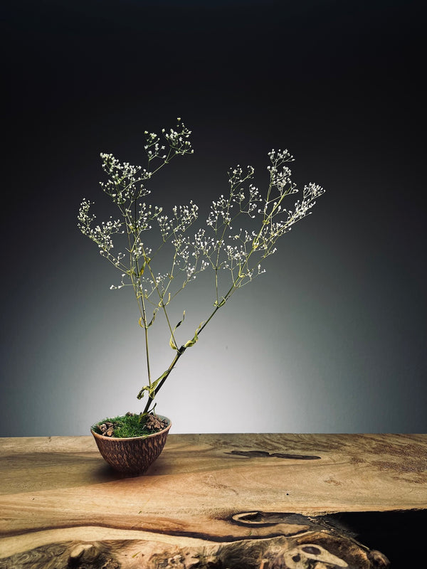 Kindling - Baby's Breath (Preserved Plants)