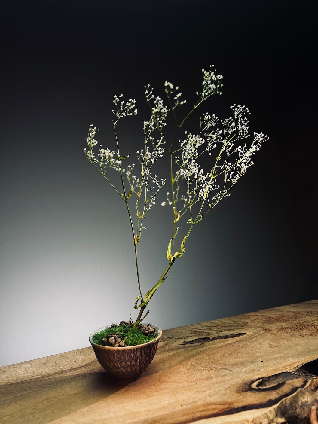 Kindling - Baby's Breath (Preserved Plants)