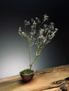 Kindling - Baby's Breath (Preserved Plants)