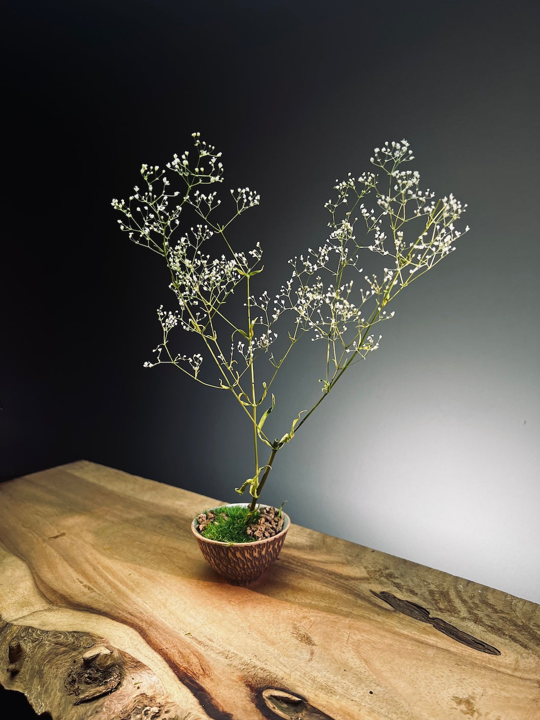 Kindling - Baby's Breath (Preserved Plants)