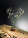 Kindling - Baby's Breath (Preserved Plants)