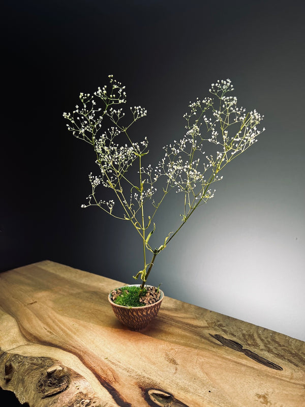 Kindling - Baby's Breath (Preserved Plants)
