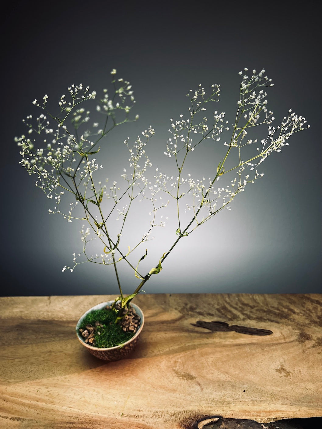Kindling - Baby's Breath (Preserved Plants)