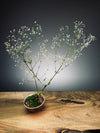 Kindling - Baby's Breath (Preserved Plants)