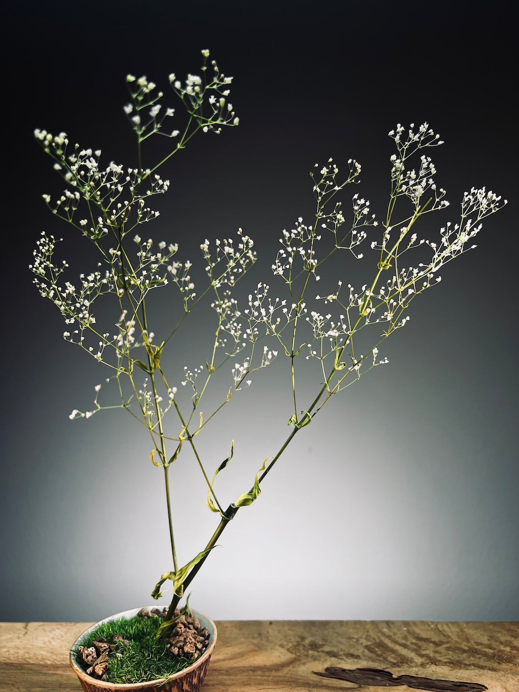 Kindling - Baby's Breath (Preserved Plants)