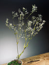 Kindling - Baby's Breath (Preserved Plants)