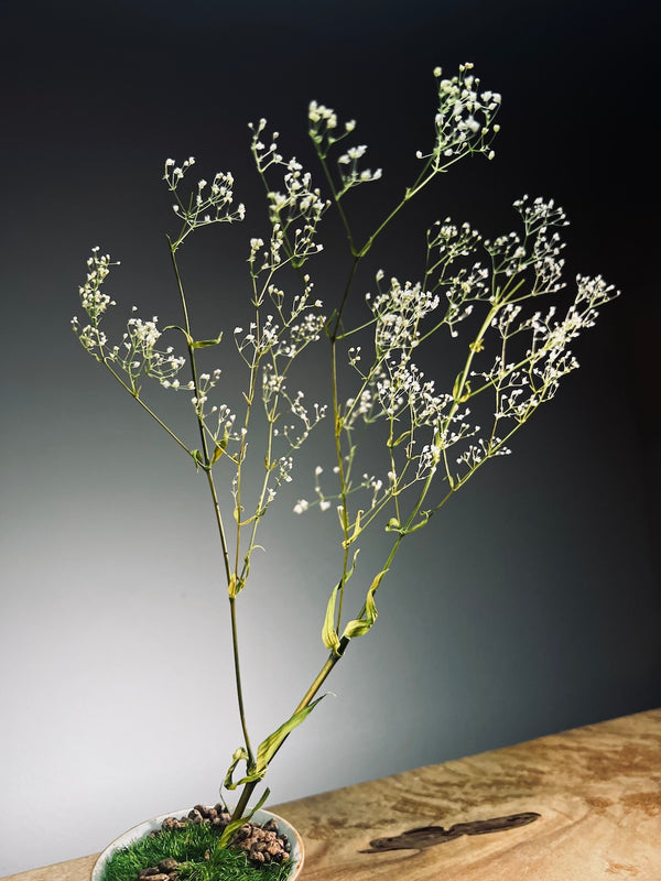 Kindling - Baby's Breath (Preserved Plants)