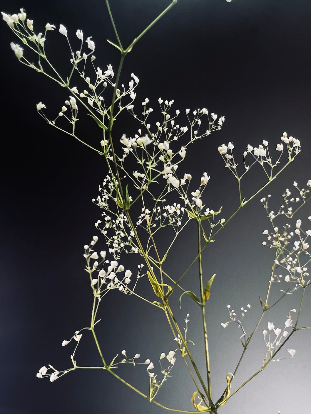 Kindling - Baby's Breath (Preserved Plants)