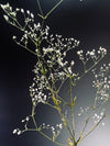Kindling - Baby's Breath (Preserved Plants)