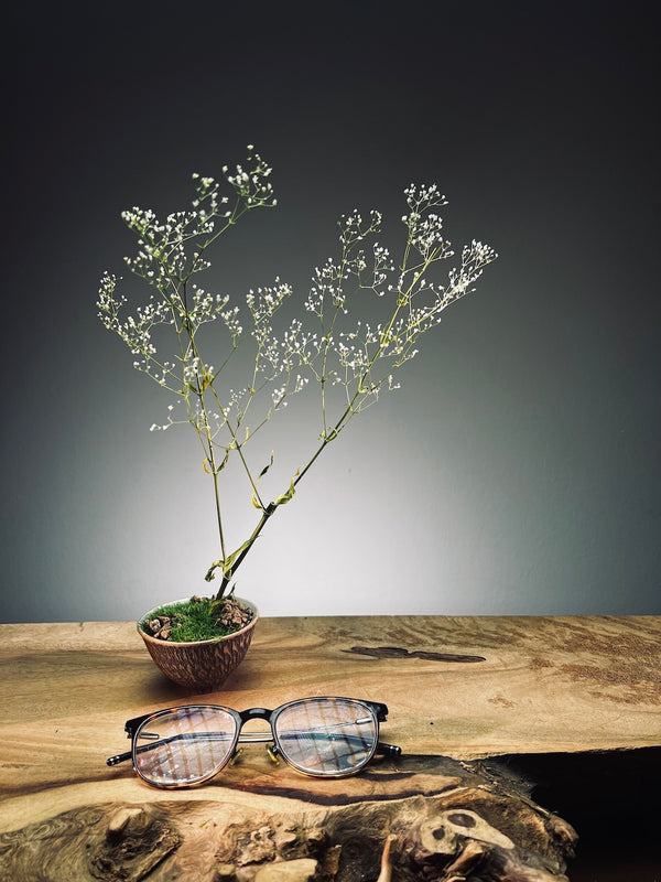 Kindling - Baby's Breath (Preserved Plants)