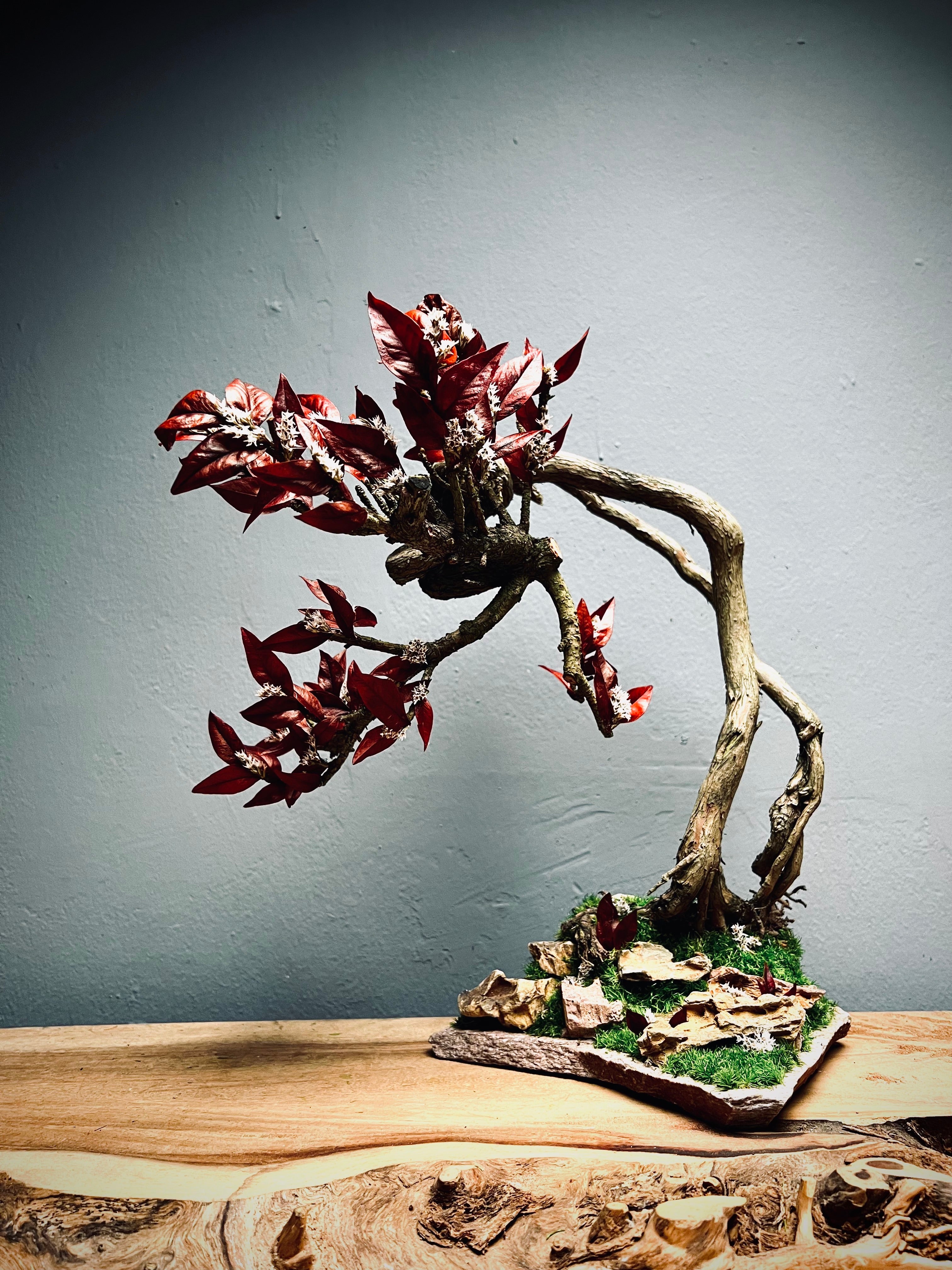 Lone Pine - Autumn in Blossom (Preserved Plants)