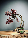 Lone Pine - Autumn in Blossom (Preserved Plants)