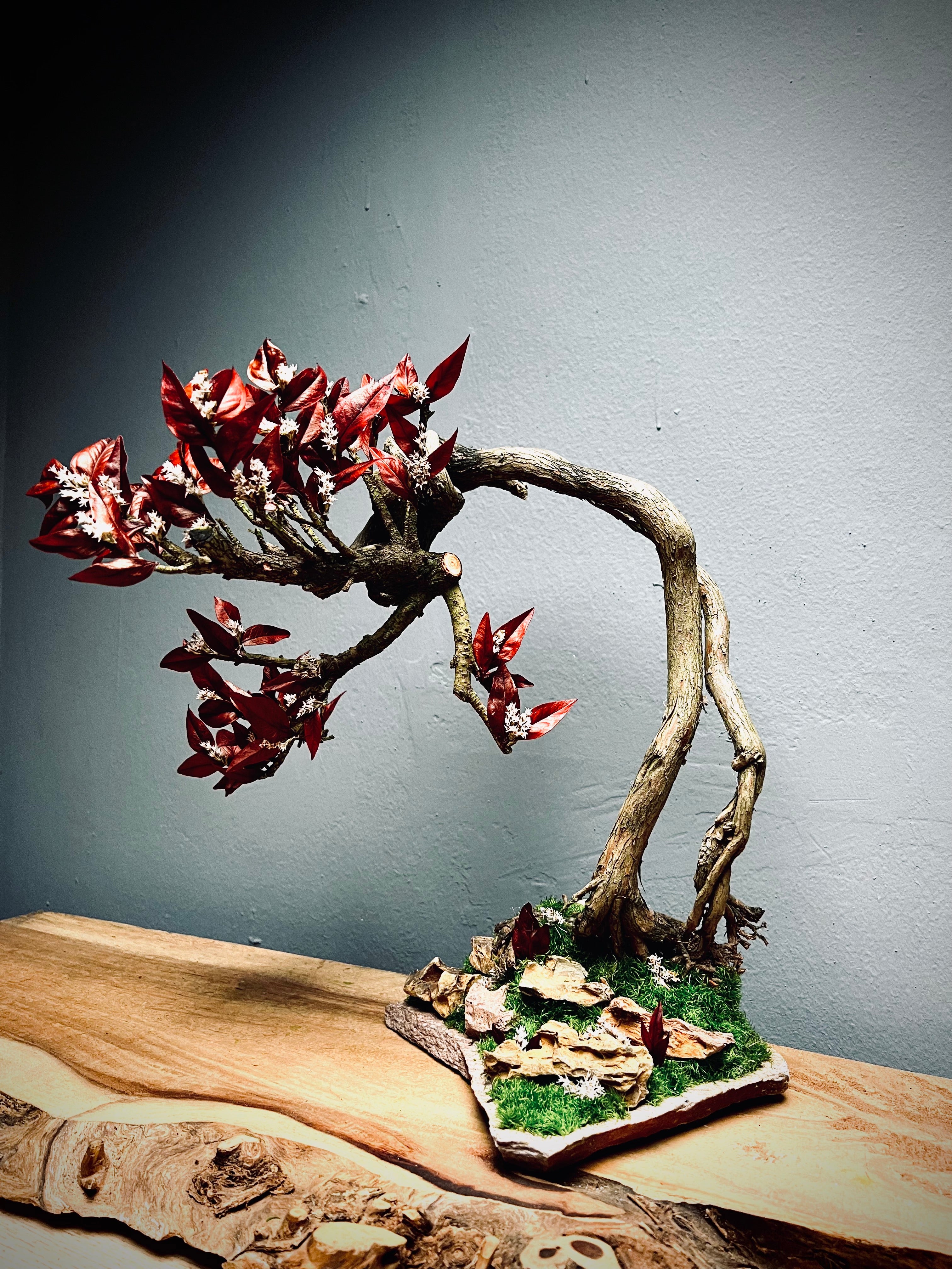 Lone Pine - Autumn in Blossom (Preserved Plants)