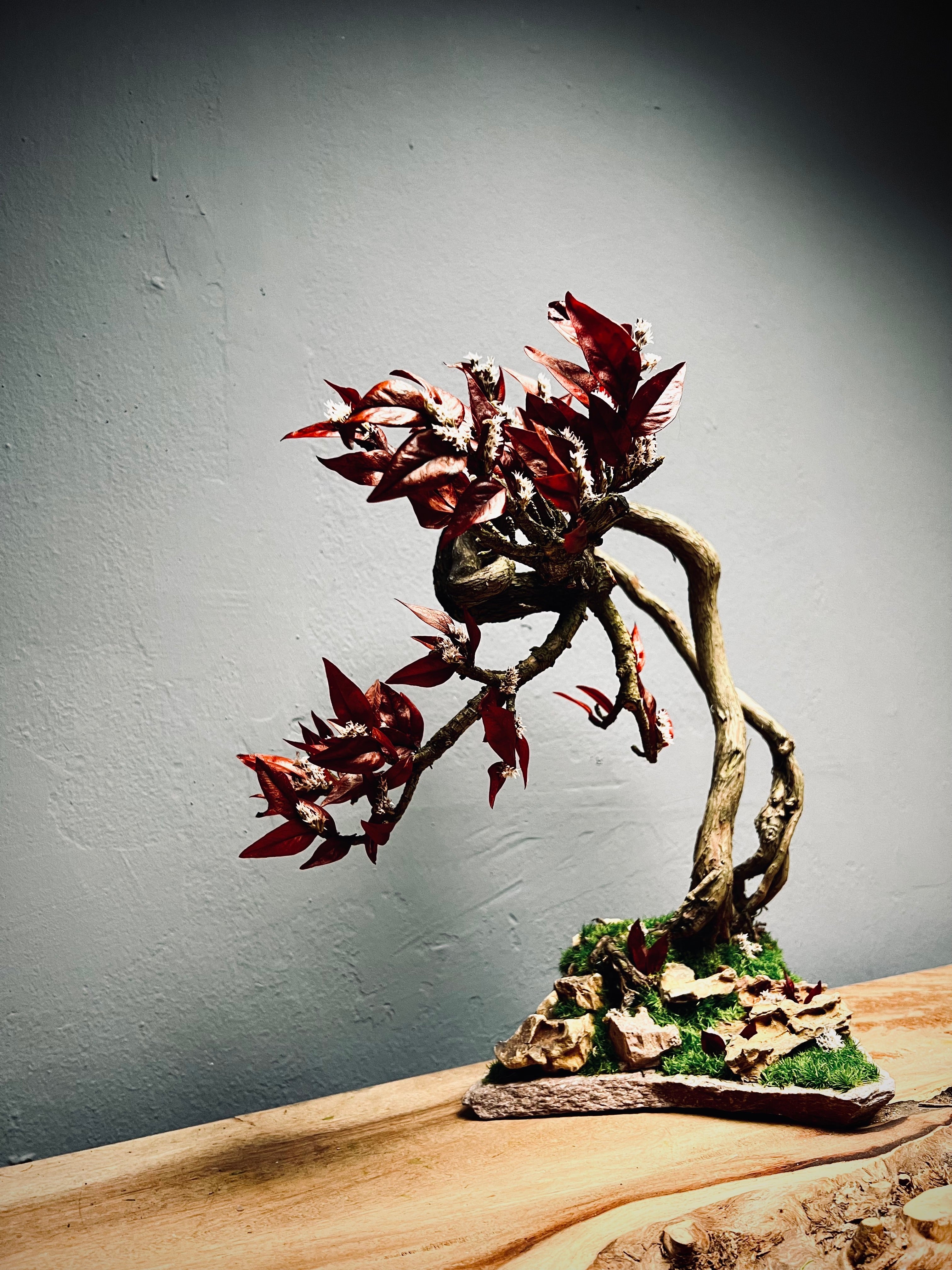 Lone Pine - Autumn in Blossom (Preserved Plants)