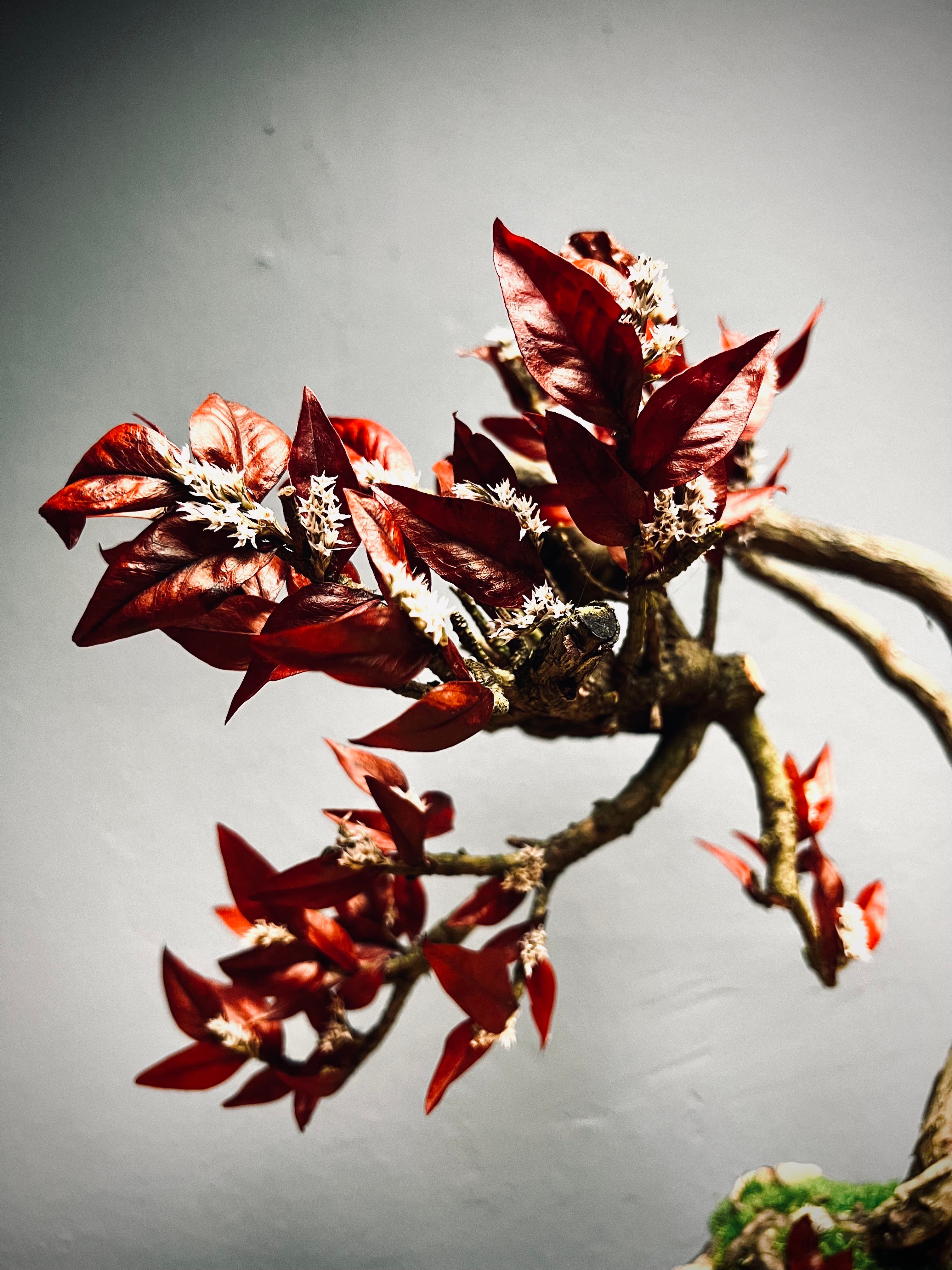 Lone Pine - Autumn in Blossom (Preserved Plants)