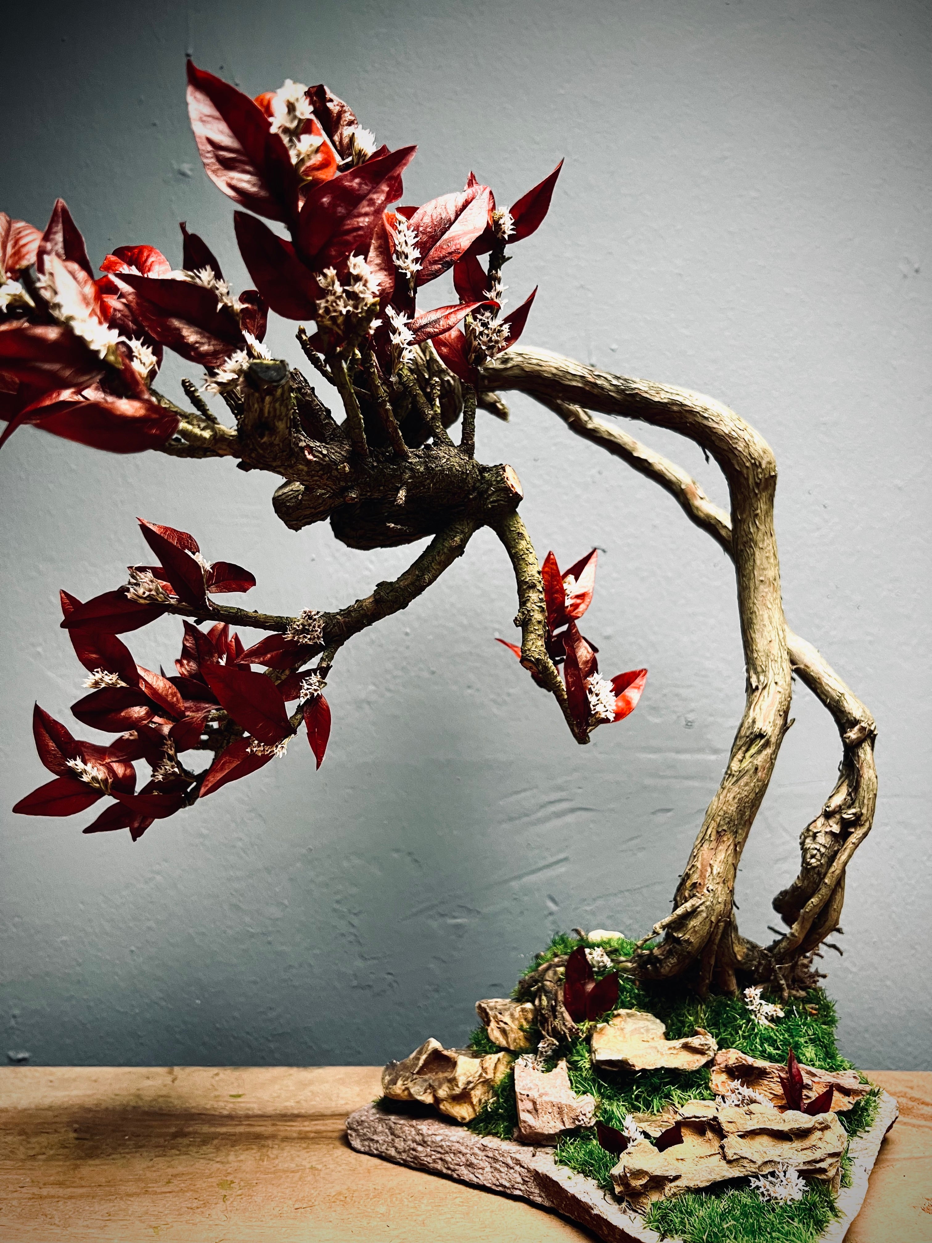 Lone Pine - Autumn in Blossom (Preserved Plants)