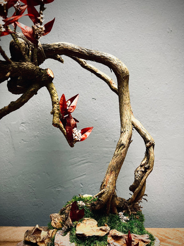 Lone Pine - Autumn in Blossom (Preserved Plants)