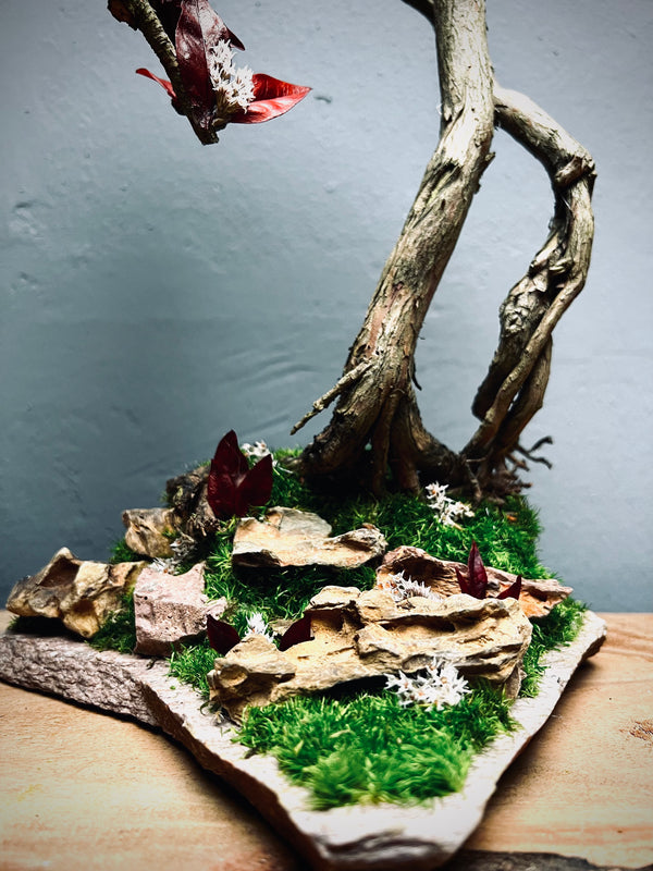 Lone Pine - Autumn in Blossom (Preserved Plants)