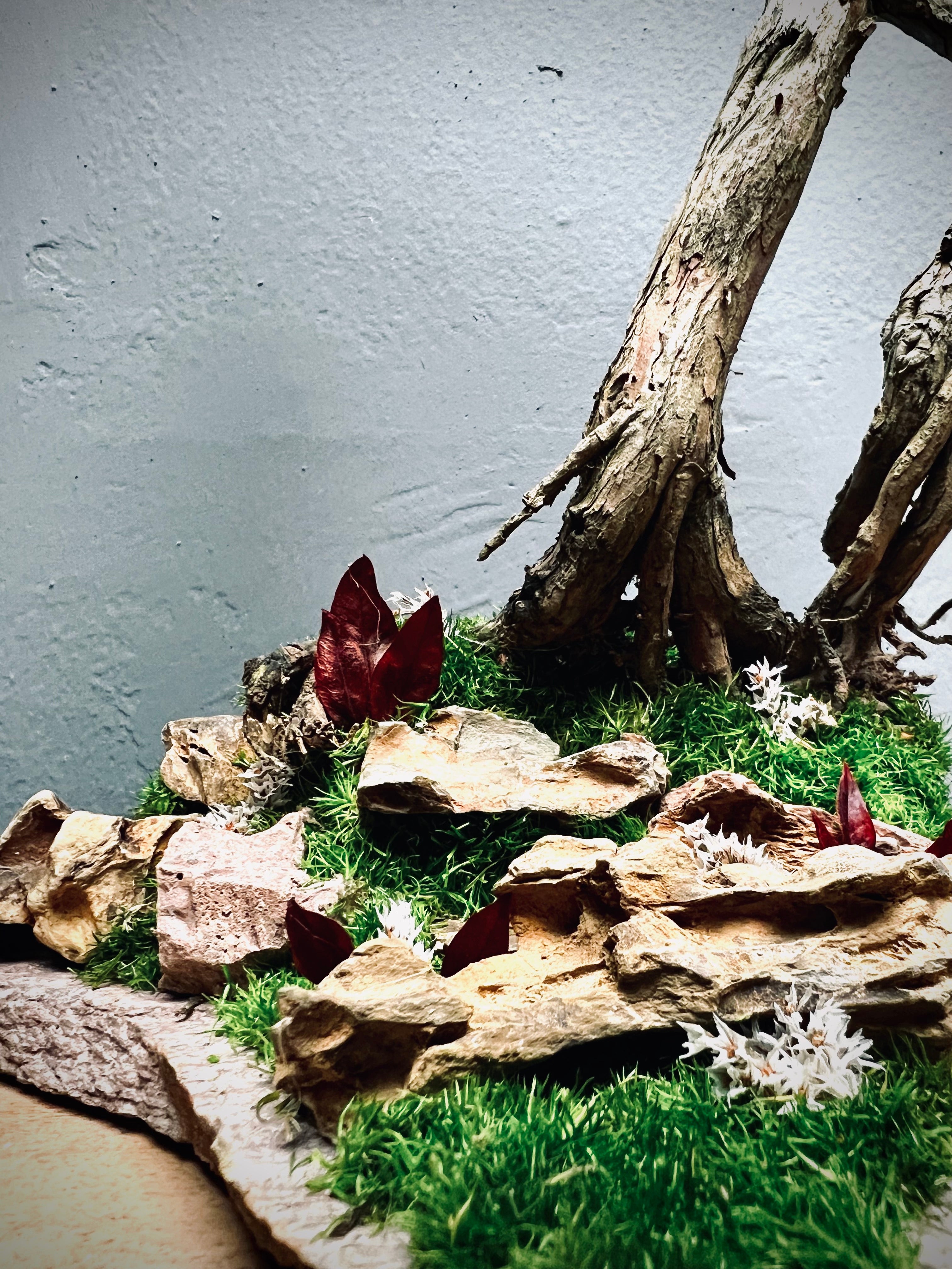 Lone Pine - Autumn in Blossom (Preserved Plants)