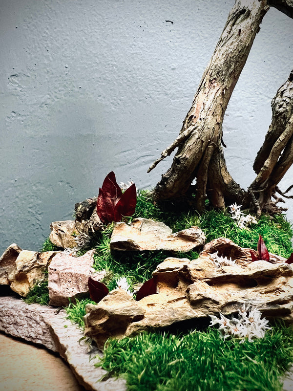 Lone Pine - Autumn in Blossom (Preserved Plants)