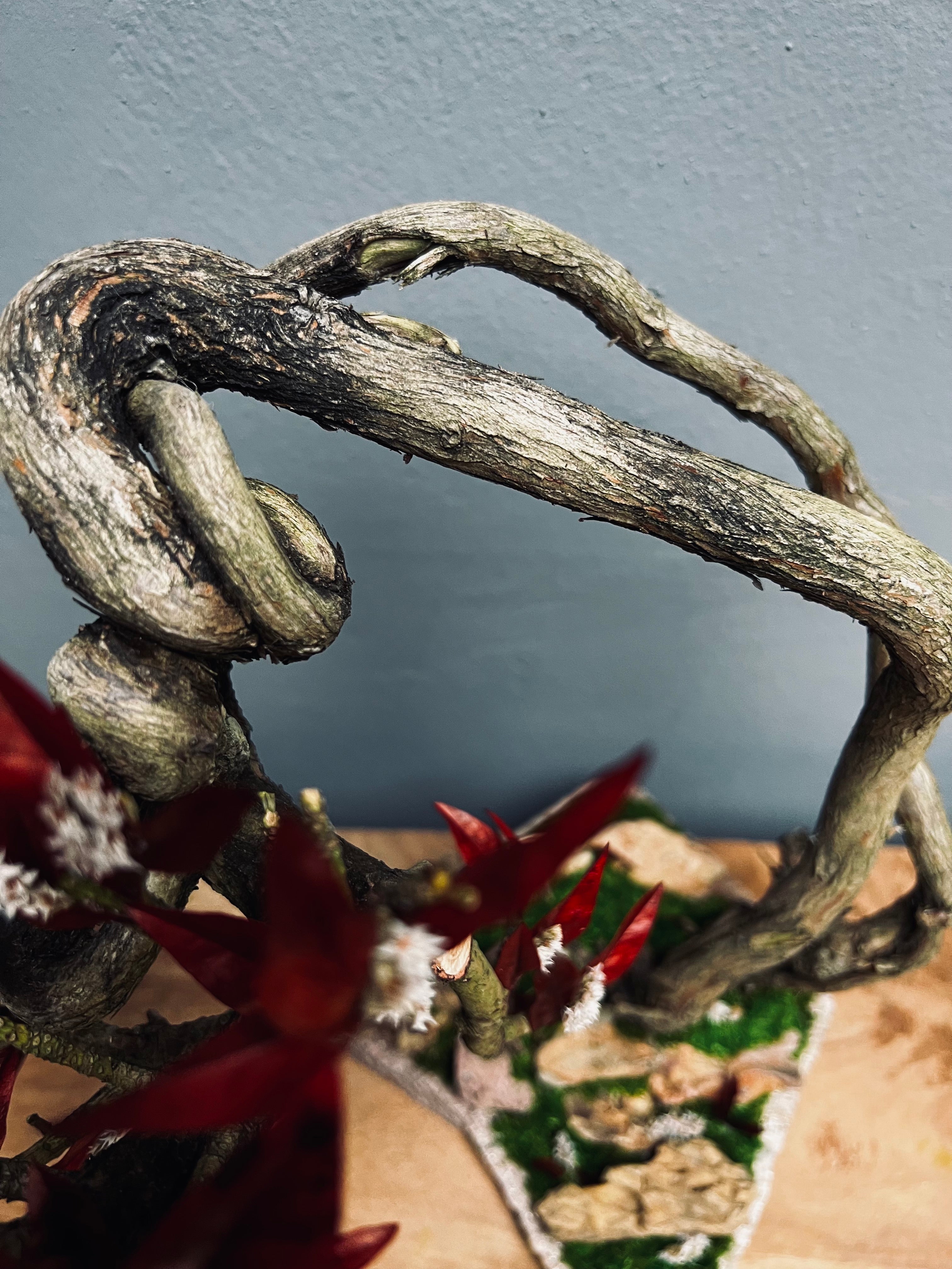 Lone Pine - Autumn in Blossom (Preserved Plants)