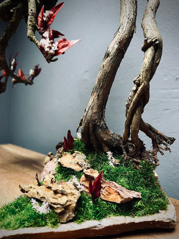 Lone Pine - Autumn in Blossom (Preserved Plants)