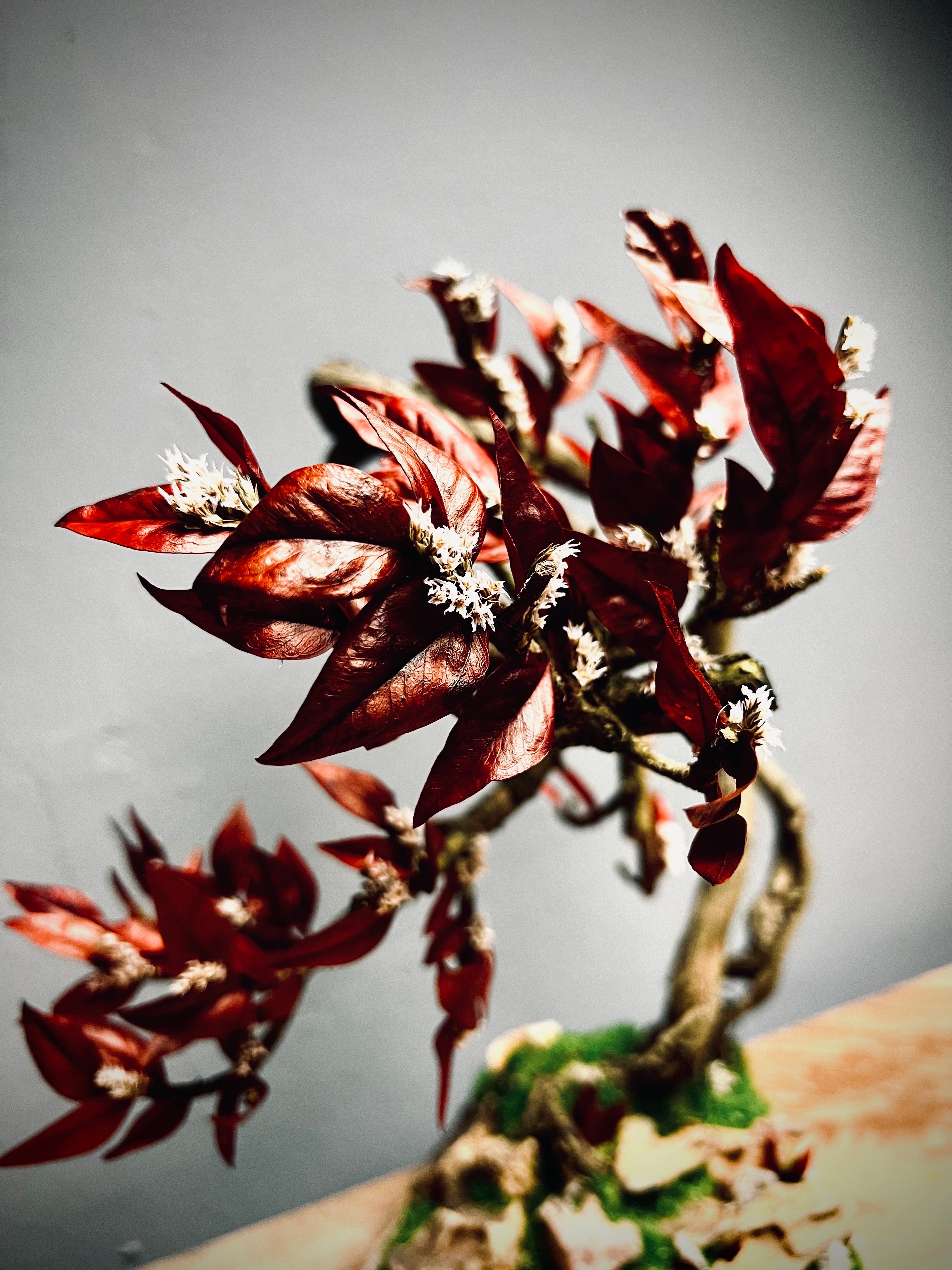 Lone Pine - Autumn in Blossom (Preserved Plants)