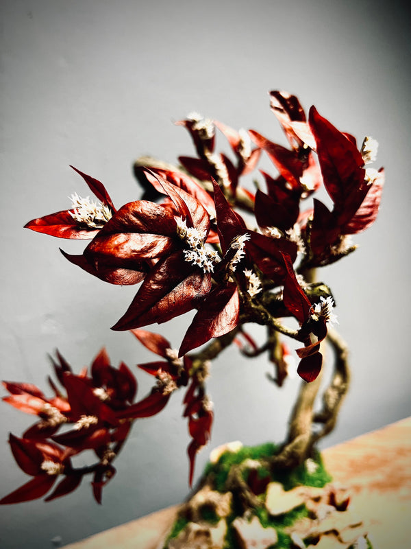 Lone Pine - Autumn in Blossom (Preserved Plants)