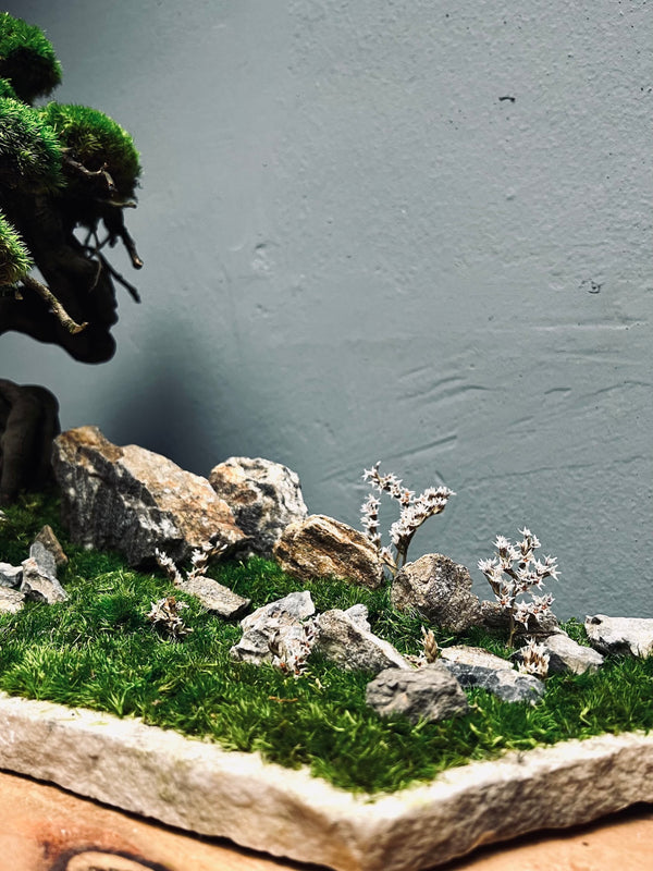 Emerald Hill (Preserved Plants)