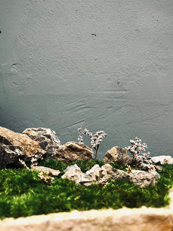 Emerald Hill (Preserved Plants)