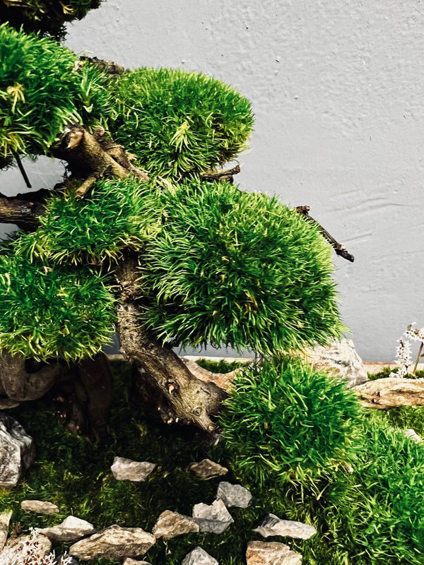 Emerald Hill (Preserved Plants)