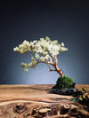 Mellow Tone of April (Preserved Plants)