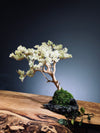 Mellow Tone of April (Preserved Plants)