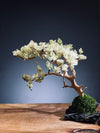 Mellow Tone of April (Preserved Plants)