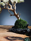 Mellow Tone of April (Preserved Plants)