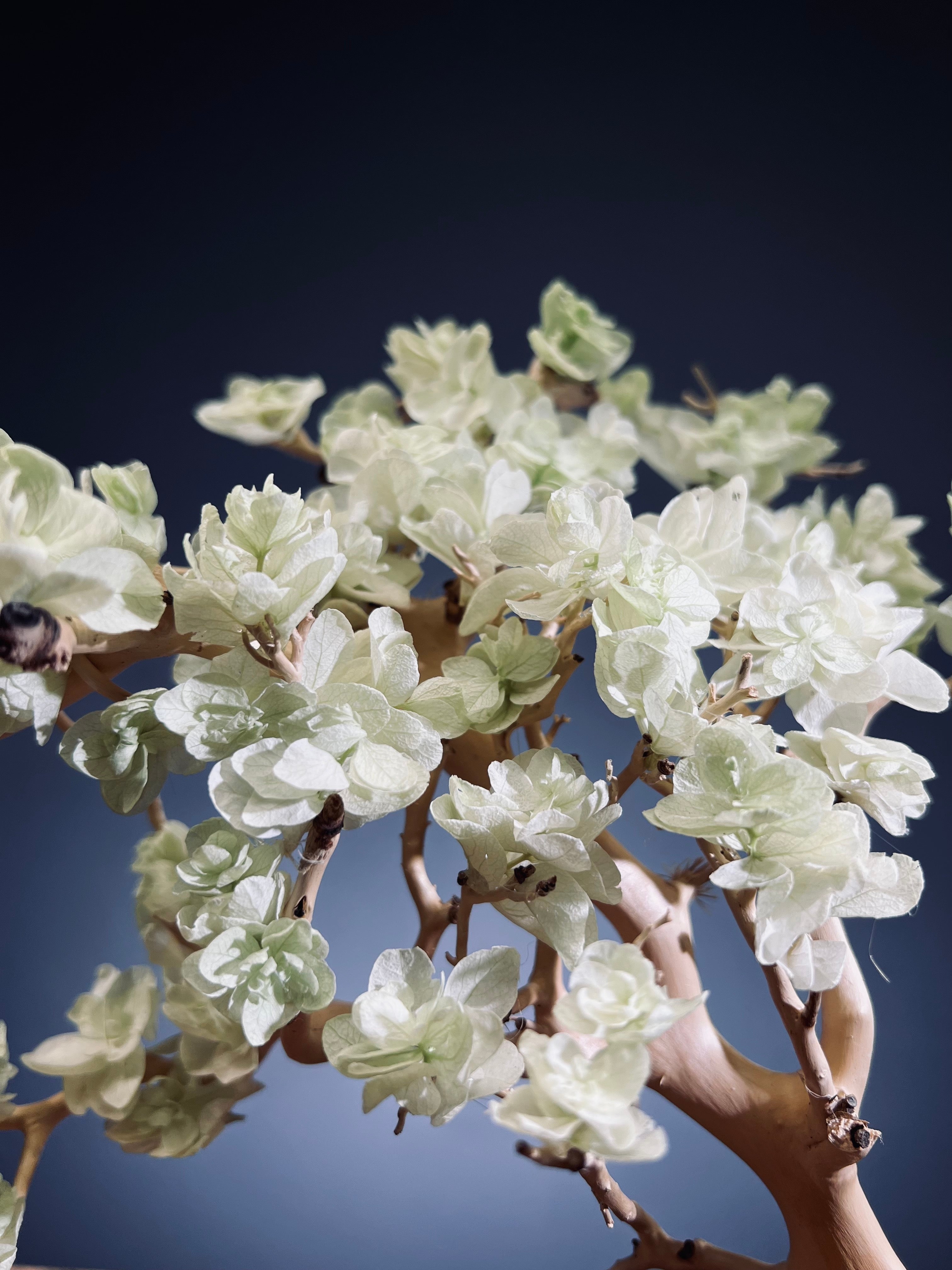 Mellow Tone of April (Preserved Plants)