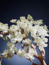 Mellow Tone of April (Preserved Plants)