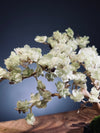 Mellow Tone of April (Preserved Plants)