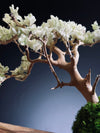 Mellow Tone of April (Preserved Plants)