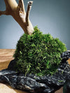 Mellow Tone of April (Preserved Plants)