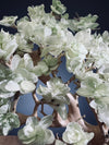 Mellow Tone of April (Preserved Plants)
