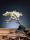Mellow Tone of April (Preserved Plants)
