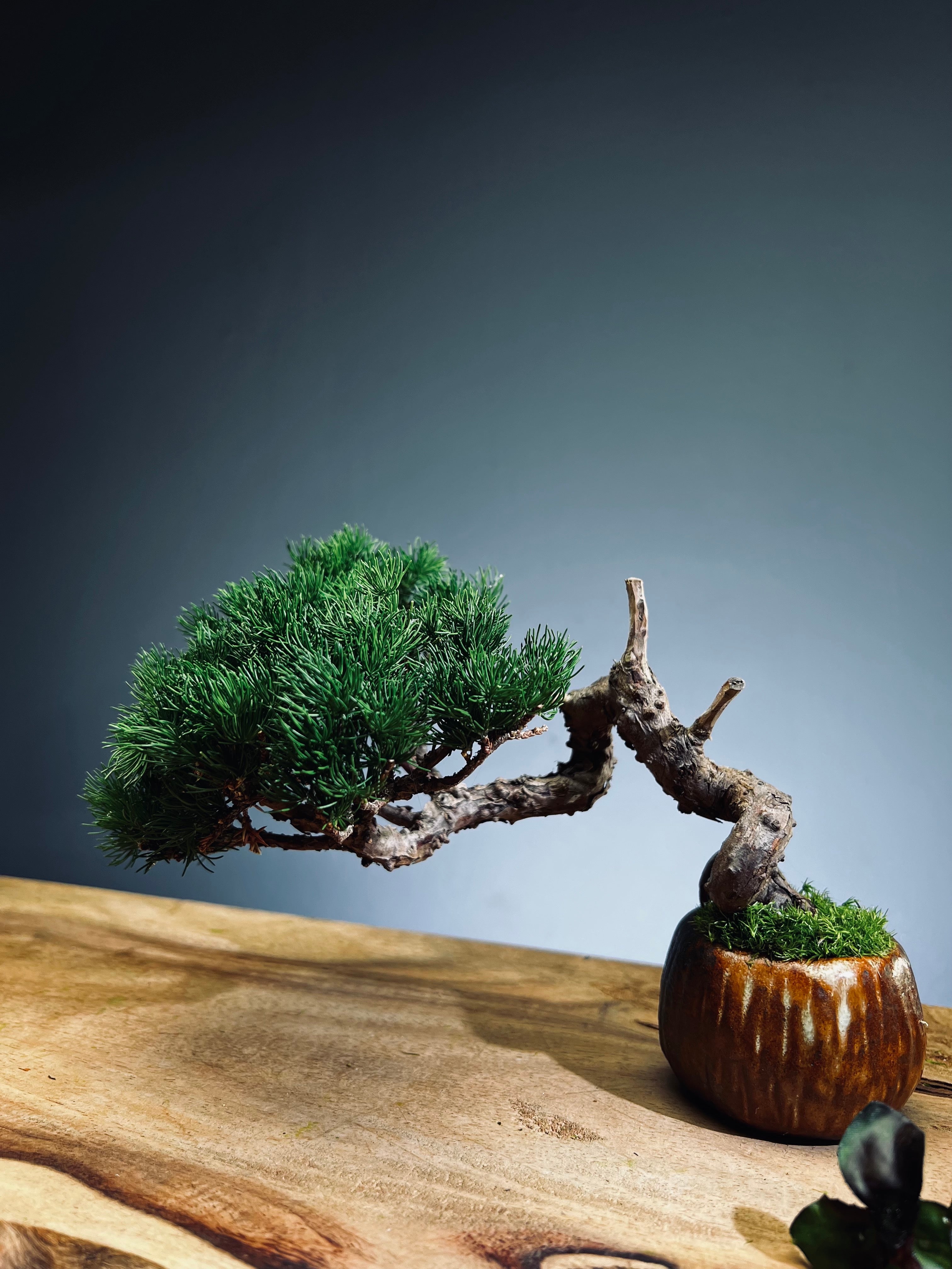 Juniper by the Winding Path - Pine Needle (Preserved Plants)